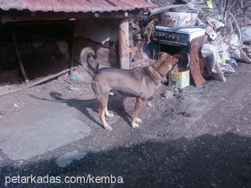 toni Erkek Alman Çoban Köpeği