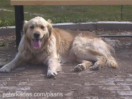 yumoş Dişi Golden Retriever