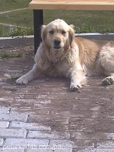 yumoş Dişi Golden Retriever