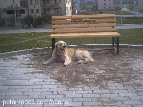 yumoş Dişi Golden Retriever