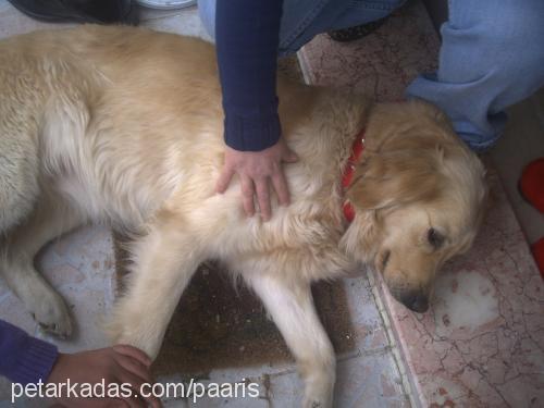 yumoş Dişi Golden Retriever