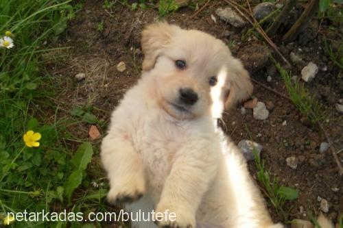 efe Erkek Golden Retriever