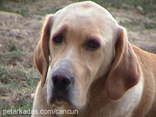 linda Dişi Labrador Retriever