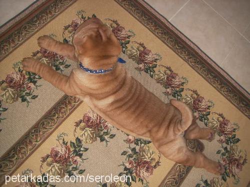 leon Erkek Çin Shar-Pei