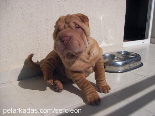 leon Erkek Çin Shar-Pei