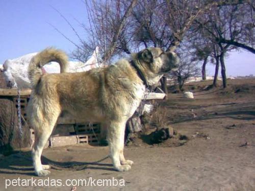 pala Erkek Kangal