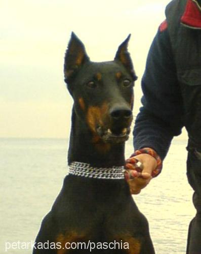 paschia Erkek Doberman Pinscher