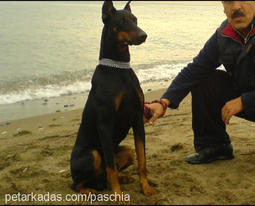 paschia Erkek Doberman Pinscher