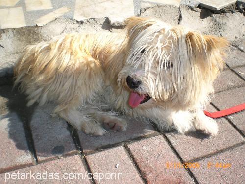 çirkin Erkek Glen of Imaal Terrier