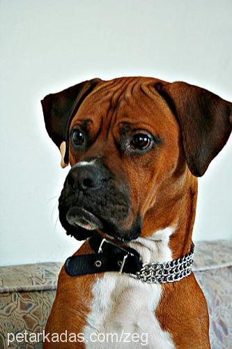 zeus Erkek Boxer