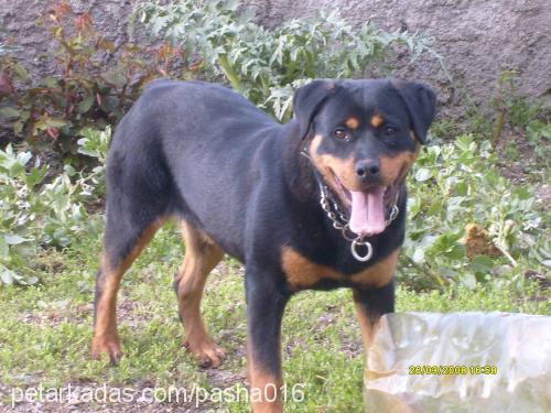 paris Dişi Rottweiler