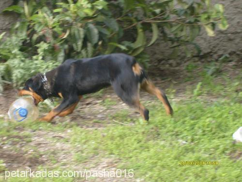 paris Dişi Rottweiler