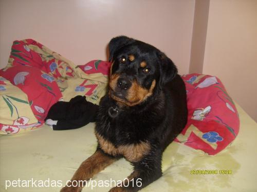 paris Dişi Rottweiler