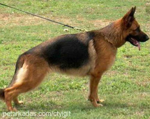 ayrınvonlobo Dişi Alman Çoban Köpeği