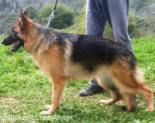 ayrınvonlobo Dişi Alman Çoban Köpeği