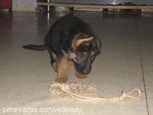 shely Dişi Alman Çoban Köpeği