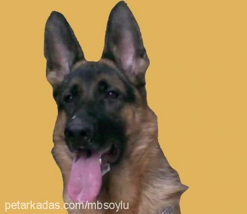 hamrarikavontun Dişi Alman Çoban Köpeği