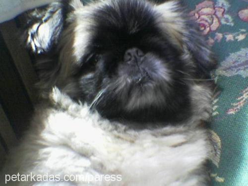 fifimmmmmmmmmm Erkek Pekingese