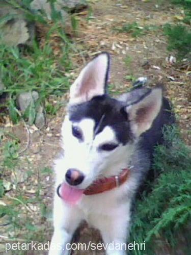 badem Dişi Sibirya Kurdu (Husky)