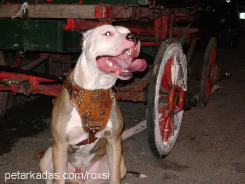 cesar Erkek Amerikan Pitbull Terrier