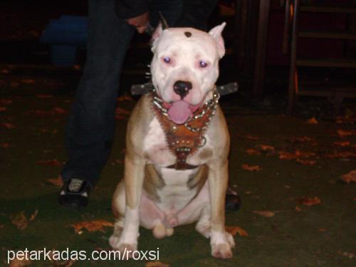 cesar Erkek Amerikan Pitbull Terrier