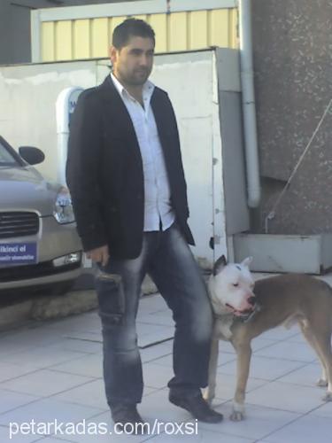 cesar Erkek Amerikan Pitbull Terrier