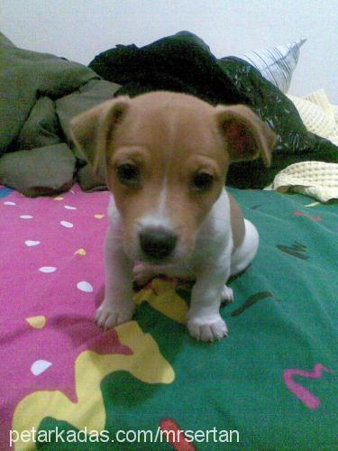 bobo Erkek Jack Russell Terrier