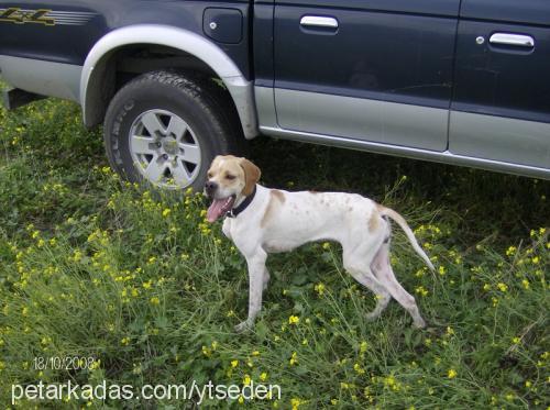 lucy Dişi Pointer