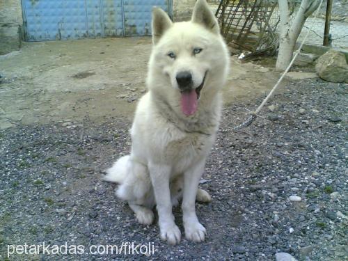 ayaz Erkek Sibirya Kurdu (Husky)