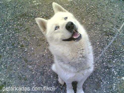 ayaz Erkek Sibirya Kurdu (Husky)