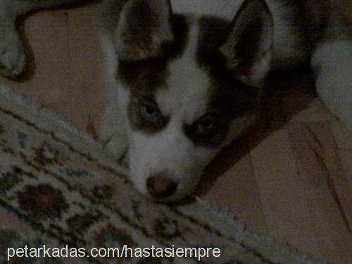 robin Erkek Sibirya Kurdu (Husky)