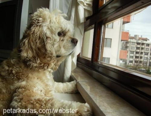 berduŞ Erkek Amerikan Cocker Spaniel