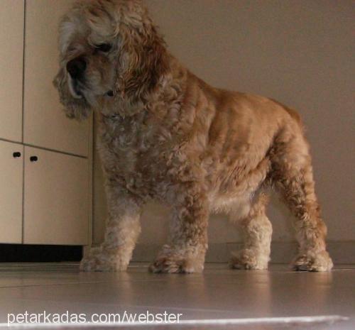 berduŞ Erkek Amerikan Cocker Spaniel