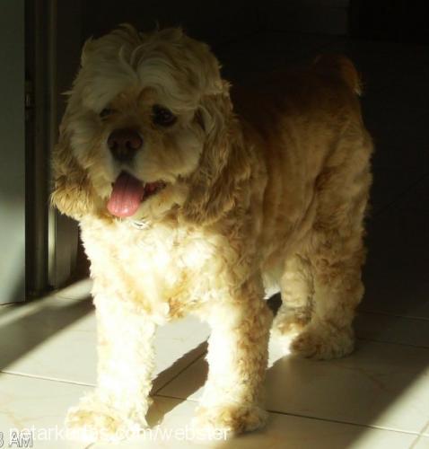 berduŞ Erkek Amerikan Cocker Spaniel