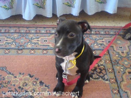 ares Erkek Amerikan Staffordshire Terrier