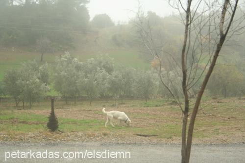 köpük Erkek Golden Retriever