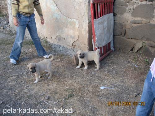 talaş Erkek Kangal