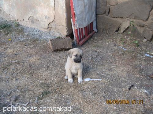 karabaş Erkek Kangal