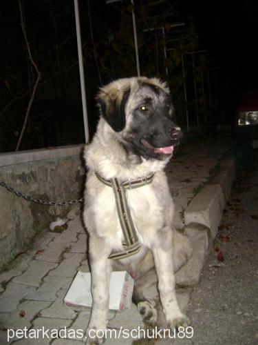 paşa Erkek Kangal