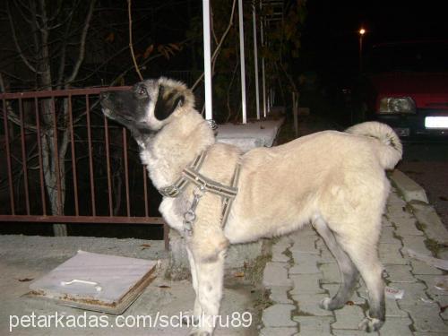 paşa Erkek Kangal