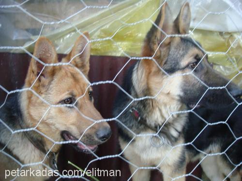 haydut Erkek Alman Çoban Köpeği