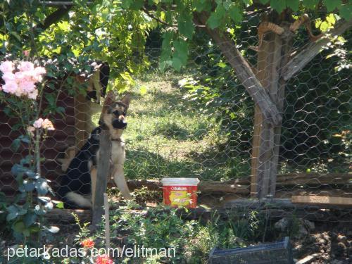 haydut Erkek Alman Çoban Köpeği