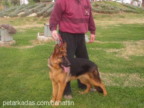 lucky Dişi Alman Çoban Köpeği