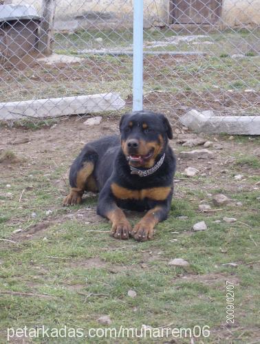 paşa Erkek Rottweiler