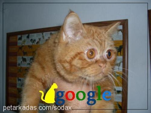 google Erkek Exotic Shorthair