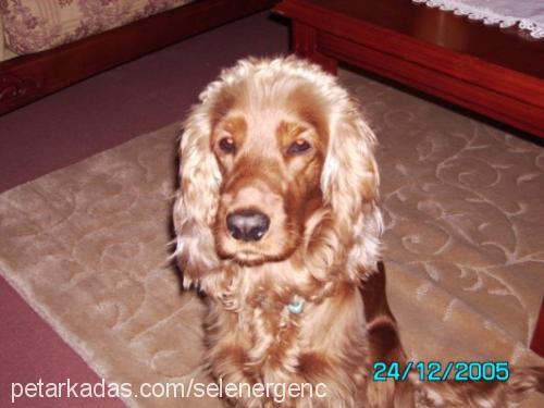 badem Dişi İngiliz Cocker Spaniel