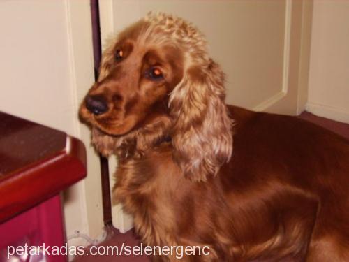 badem Dişi İngiliz Cocker Spaniel