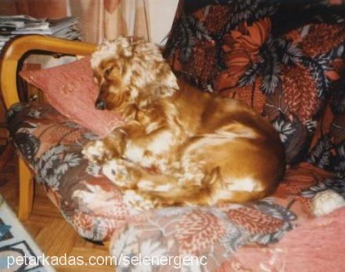 badem Dişi İngiliz Cocker Spaniel