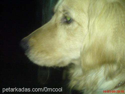 lady Dişi Golden Retriever