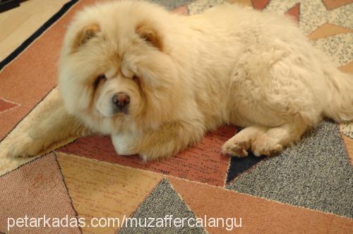 peluş Dişi Chow Chow